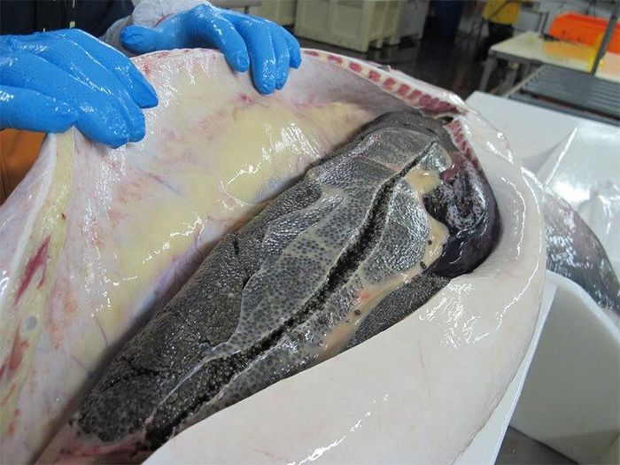 Trứng cá tầm được sơ chế hoàn toàn thủ công bằng bàn tay của nghệ nhân. (Ảnh: NYP)