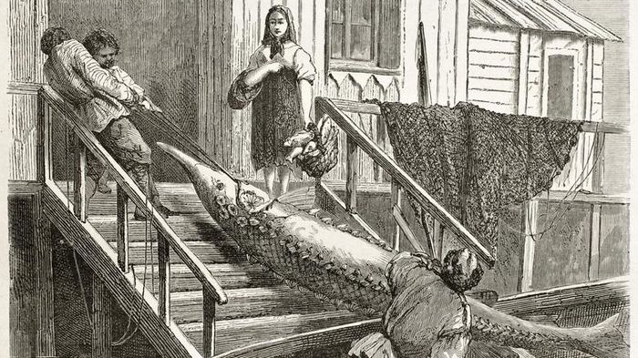 Cá tầm từng bị coi là loài phiền phức với kích thước lớn, khó bảo quản.