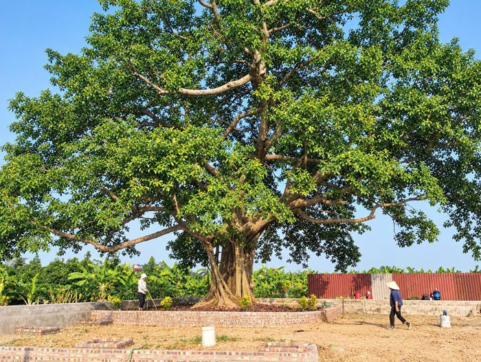 Cây đa được công nhận là Cây Di sản Việt Nam tại Văn chỉ làng Ân Phú, thôn Xuân Phú.