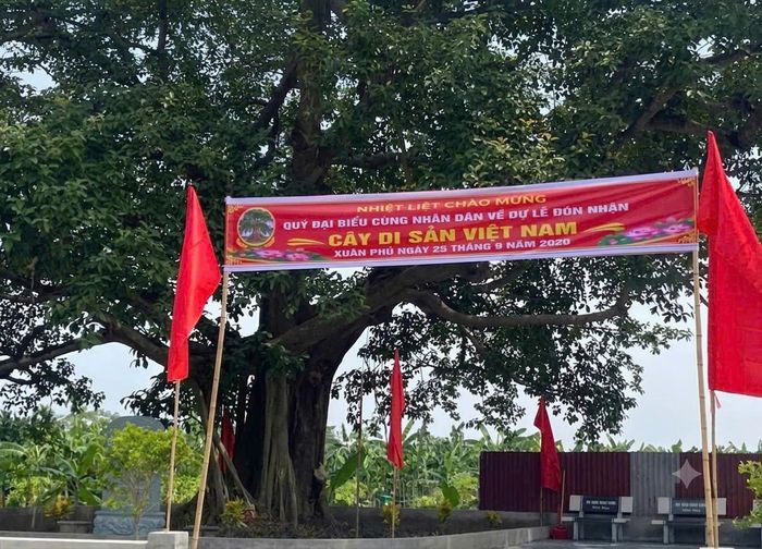 Cây đa được công nhận là Cây Di sản Việt Nam tại Văn chỉ làng Ân Phú, thôn Xuân Phú