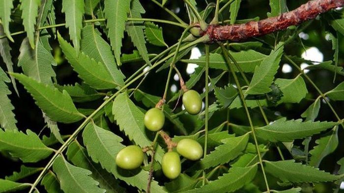 Lá xoan được dân gian dùng để hỗ trợ một số vấn đề ngoài da như ghẻ, ngứa, mụn nhọt.