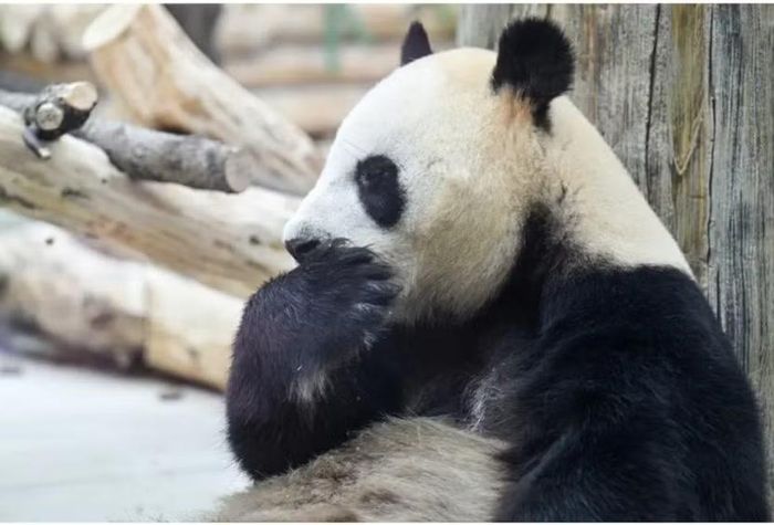 "Ngoại giao gấu trúc" được xem là một phần trong chính sách ngoại giao sức mạnh mềm của Trung Quốc
