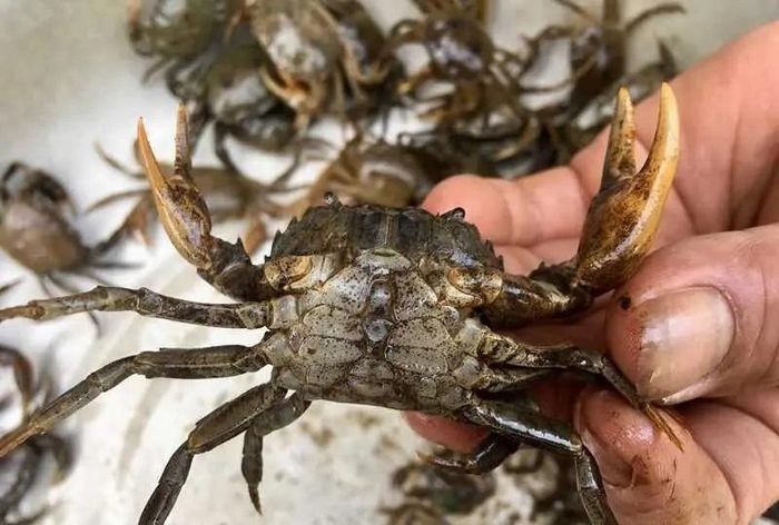 Khi sơ chế cua, nên loại bỏ toàn bộ phần mang nằm ở hai bên mai, chỉ giữ lại phần thịt sạch để chế biến.