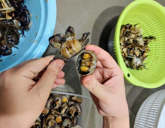 Phần màu vàng cam trong mai cua thường được gọi là “gạch cua”, nhưng có thể chứa tuyến gan tụy và mô sinh sản ở cua cái, không phải toàn bộ đều là trứng cua.