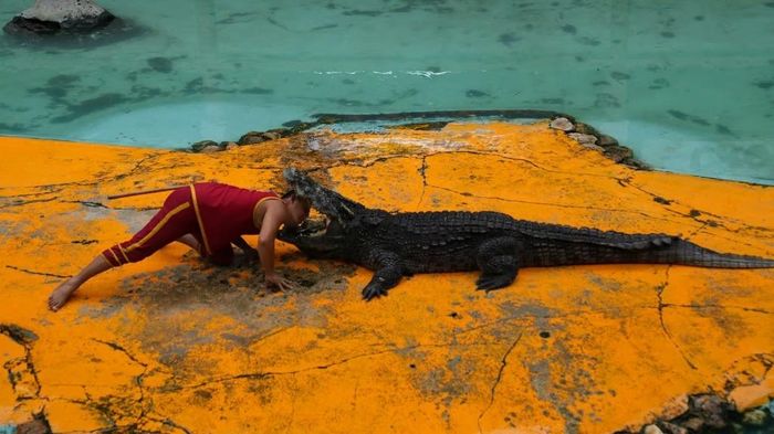  Màn trình diễn cá sấu tại trang trại và vườn thú Samut Prakan, phía nam Bangkok, Thái Lan. Ảnh: Aidan Jones. 