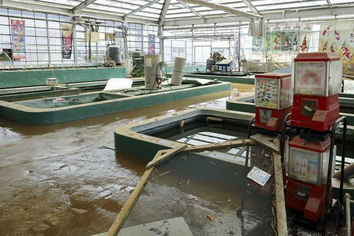 Cửa hàng bên trong trang trại cá Tani tại thành phố Narita, tỉnh Chiba, hư hại do ngập lụt ngày 25/9. Ảnh: Kyodo News.