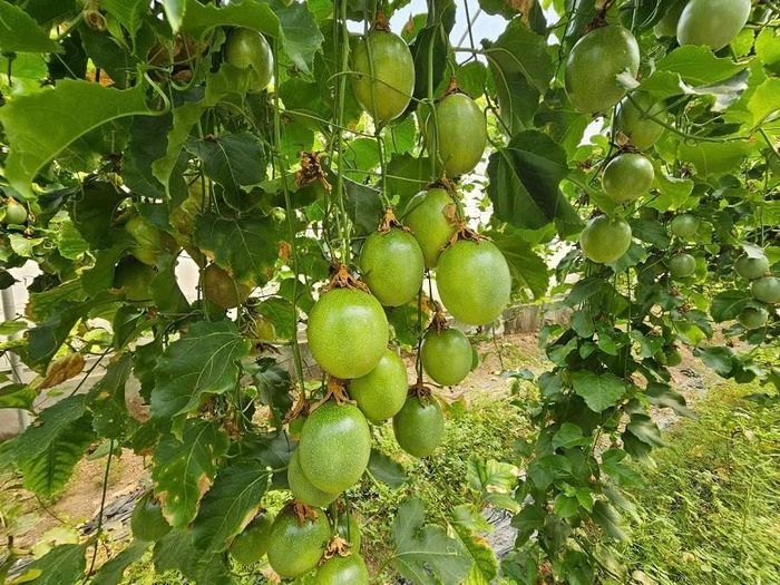 Nhờ áp dụng công nghệ, đảm bảo điều kiện sinh trưởng đã giúp chanh dây cho quả sum xuê