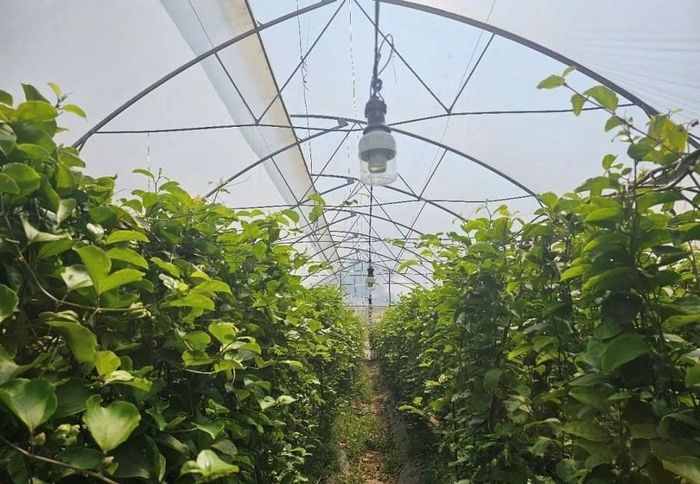 Áp dụng công nghệ cao đang giúp cây chanh dây phát triển xanh tốt nơi vùng đất mới