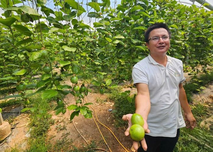 Với những thành công bước đầu, anh Hạnh cho biết sắp tới HTX sẽ mở rộng diện tích sản xuất chanh dây vàng