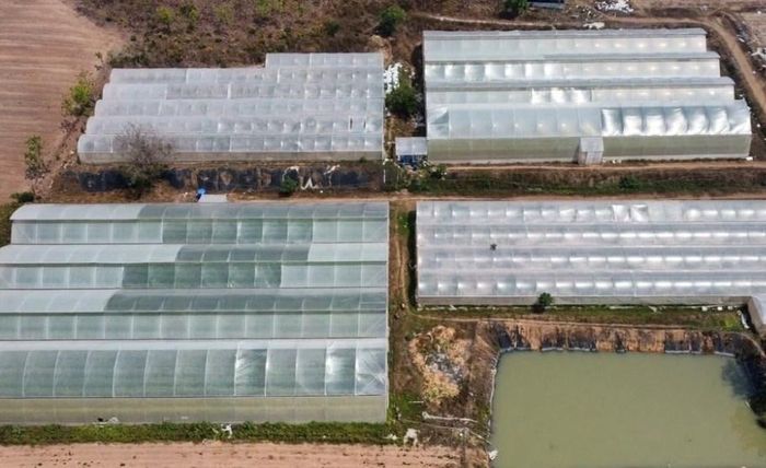 Áp dụng công nghệ cao đang giúp cây chanh dây bén rễ nơi vùng đất khô hạn Bác Ái