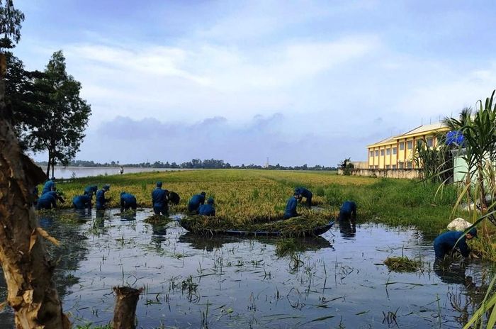 Mưa lớn kéo dài gây ngập úng lúa đang vào kỳ thu hoạch tại nhiều địa phương ở An Giang