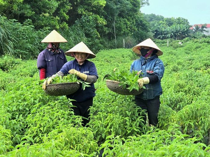 Người dân Sinh Dược trồng dược liệu