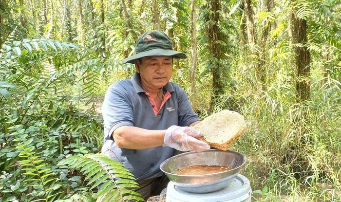 Nghề "ăn ong rừng" ở Cà Mau rất được khách du lịch thích thú trải nghiệm