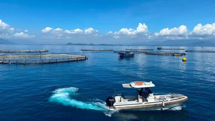 Khu vực nuôi cá chẽm công nghệ cao ở vùng nước sâu của Công ty trách nhiệm hữu hạn Thủy sản Australis Việt Nam trên vịnh Vân Phong, tỉnh Khánh Hòa. (Ảnh: QUỐC VIỆT-LÊ QUÂN)