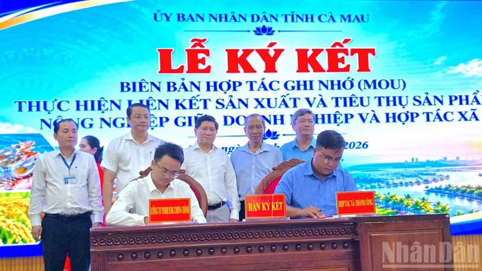 Ký kết hợp tác giữa hợp tác xã và doanh nghiệp tại hội nghị trước sự chứng kiến của lãnh đạo và ngành chức năng tỉnh Cà Mau. (Ảnh: HỮU TÙNG)