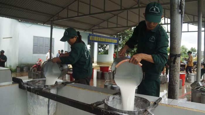  Công nhân trút mủ cao-su tại đội sản xuất Công ty trách nhiệm hữu hạn Một thành viên Cao-su Quảng Trị. (Ảnh: Anh Tuấn) 