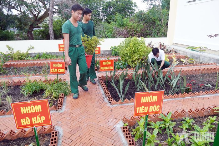 Cải tạo đất, trồng cây thuốc nam, phục vụ chăm sóc sức khỏe cán bộ, chiến sĩ. 