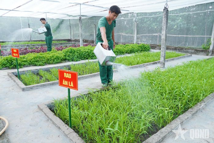  Những luống rau xanh tốt tại khu tăng gia sản xuất của Trung đoàn 10. 