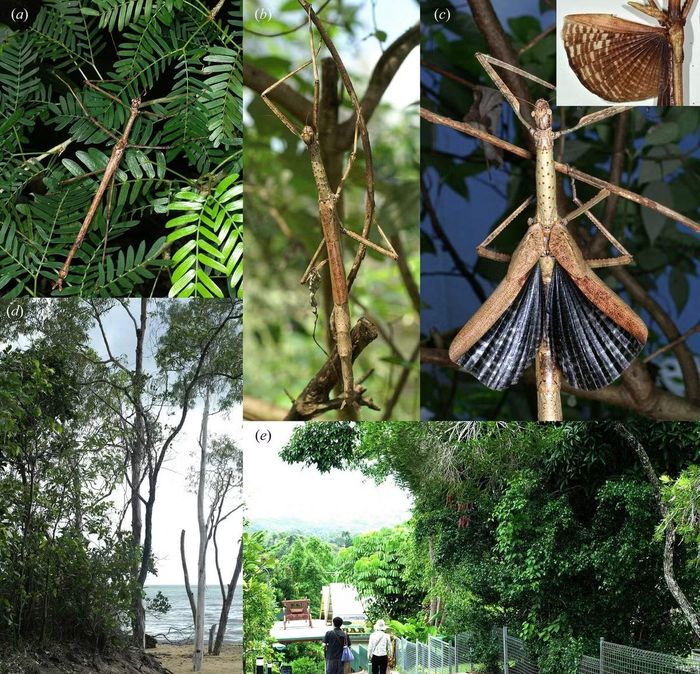 Anchiale robusta in its habitat. a) Male, b & c) female, d & e) the insect's Queensland habitat. (Jones et al., Austral Entomology, 2026)