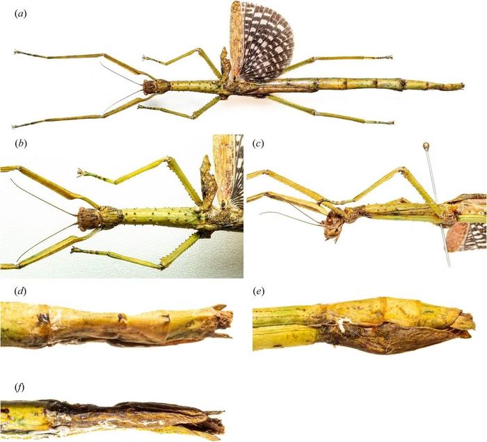 Bọ que đực Anchiale mabiensis. Ảnh: Jones et al., Austral Entomology.