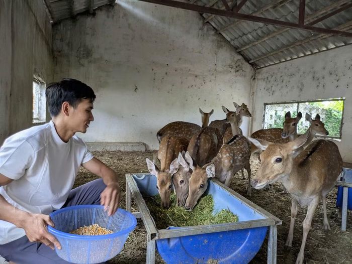 Hươu tại trang trại được cho ăn cỏ và các phụ phẩm nông nghiệp. Ảnh: Doanh nghiệp và Đầu tư.