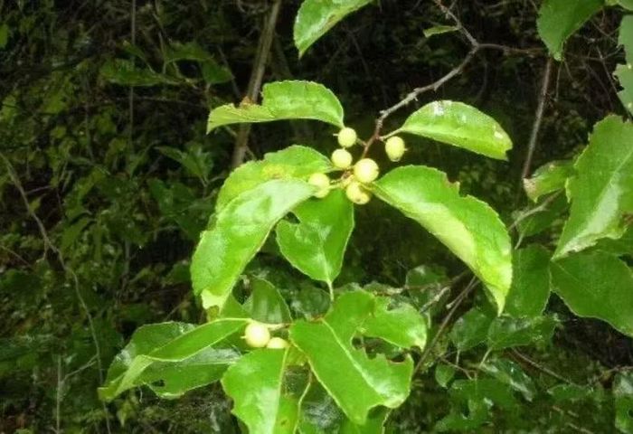 Từ xa xưa, con người đã quan sát đặc điểm của nhiều loài cây và từng bước nhận biết công dụng của chúng. Ảnh: @Sohu.
