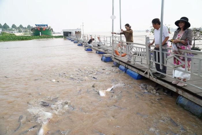 Du khách đến cho cá ăn