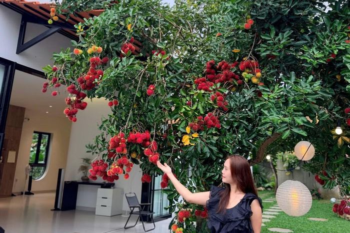 Điểm gây chú ý là cây chôm chôm được giữ lại ngay trước hiên nhà. Cây khoảng 15 năm tuổi, do mẹ chồng của chị Thảo trồng từ trước. Khi gia đình cho đất để hai vợ chồng xây nhà, cây đã nằm giữa khu vườn nên họ quyết định giữ lại.