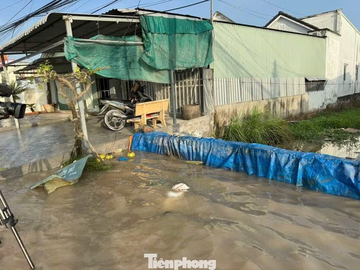 Theo ông Nguyễn Văn Phết (phường Bình Minh), đợt triều cường năm ngoái dù đã gia cố bao cát nhưng nước vẫn tràn qua làm ngập nhà cửa, thiệt hại rau màu và cá nuôi. Năm nay, gia đình ông phải chủ động nâng đê bao và gia cố nền nhà để ngăn nước.