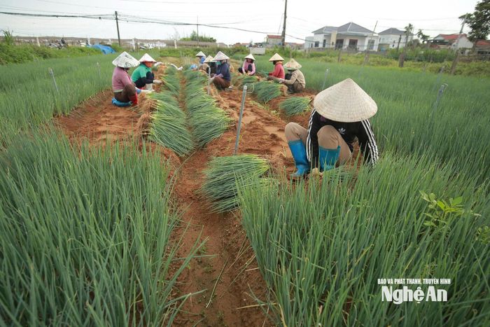 Sau đợt mưa kéo dài, hiện, giá hành lá đã tăng gấp 5-6 lần so với trước đó. Ảnh: T.P