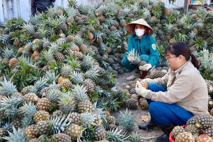 Xã Vũ Quang phát triển một số mô hình sản xuất từ lợi thế tự nhiên như cam, dứa...