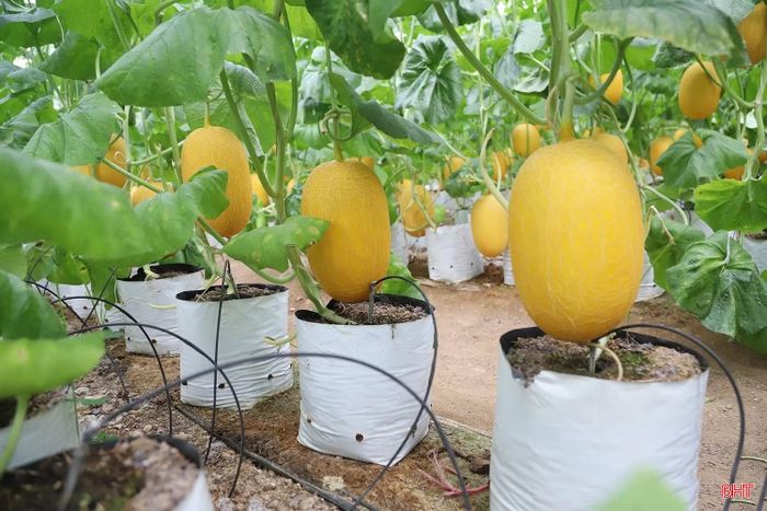 Xã Mai Hoa đẩy mạnh ứng dụng công nghệ vào sản xuất, từ chăm sóc, kiểm soát quy trình canh tác.