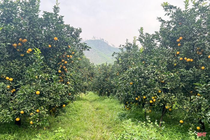 Vào mùa thu hoạch, những vườn cam chín vàng lại thu hút đông đảo du khách đến tham quan, trải nghiệm.