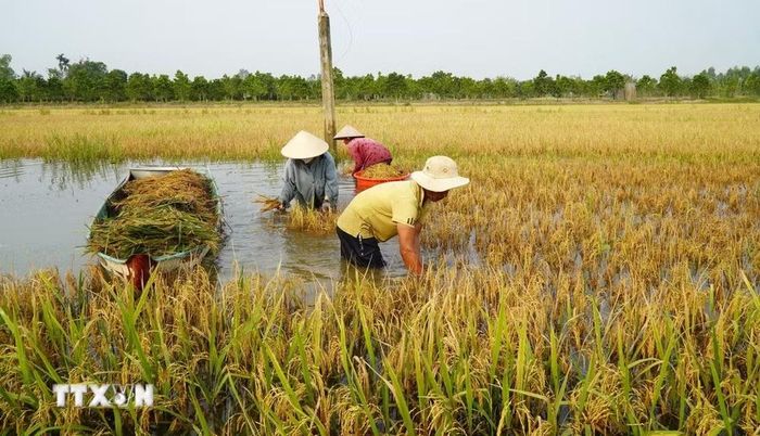 Nông dân vất vả thu hoạch lúa bị ngập nước. (Ảnh: Nhựt An/TTXVN)