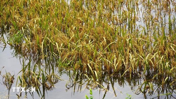 Lúa gần đến ngày thu hoạch nhưng bị chìm trong nước. (Ảnh: Nhựt An/TTXVN)