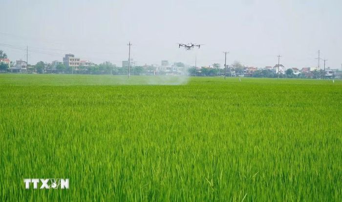 Nông dân phường Tuy Hòa, Đắk Lắk phun thuốc trừ sâu bằng máy bay không người lái. (Ảnh: Tường Quân/TTXVN)