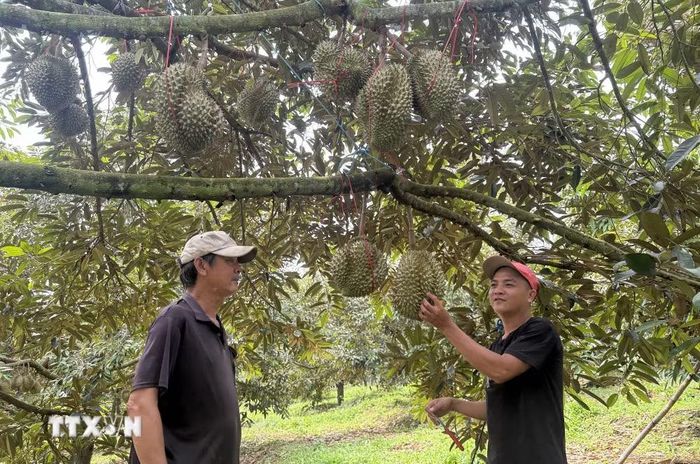 Nông dân trồng sầu riêng xã Ea Bá (tỉnh Đắk Lắk) gặp khó khăn xuất khẩu do chưa xây dựng được mã số vùng trồng. (Ảnh: Tường Quân/TTXVN)