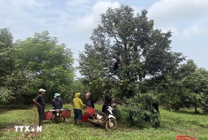 Đắk Lắk có vùng trồng sầu riêng diện tích lớn, thuận lợi xây dựng cơ sở dữ liệu, chuyển đổi số. (Ảnh: Tường Quân/TTXVN)