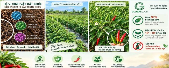 Ứng dụng vi sinh vật cải thiện sức khỏe đất tại vùng trồng ớt an toàn.