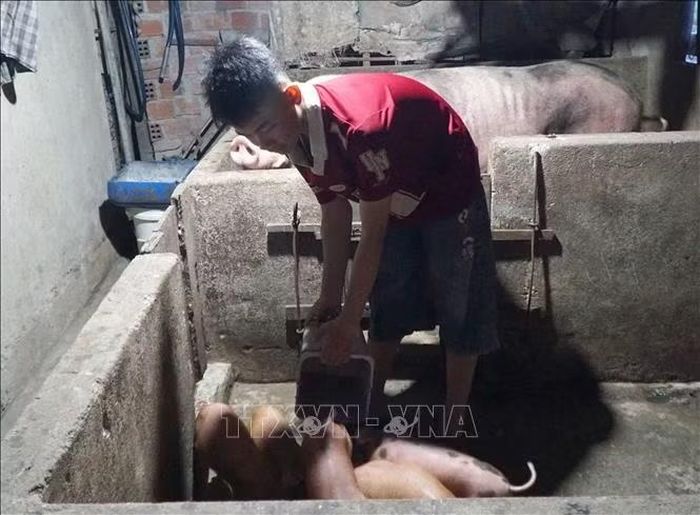 Tuy sức khỏe yếu nhưng em Trần Quang Hiếu vẫn thường xuyên giúp mẹ làm việc nhà, chăn nuôi heo. Ảnh: Quốc Dũng/TTXVN