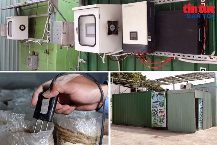 Nấm mối đen được trồng trong container tích hợp công nghệ IoT giúp theo dõi nhiệt độ, độ ẩm, nồng độ CO2 và ánh sáng.