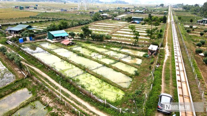 Hiện trên địa bàn có có 72 hộ tham gia, với tổng diện tích hơn 25ha.