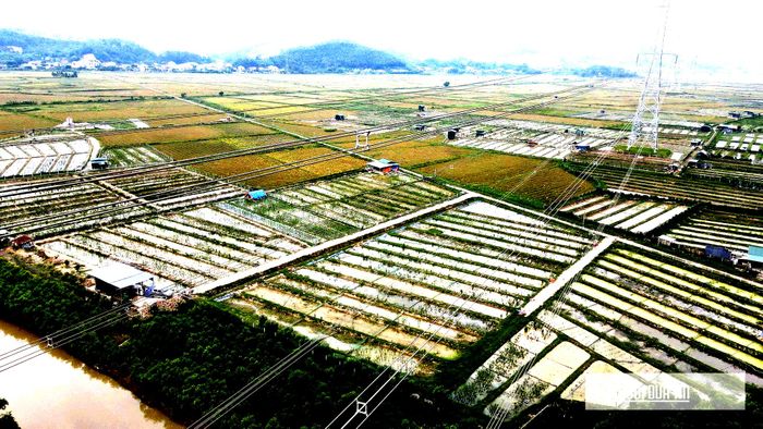 Xã Bình Minh đang hướng tới đưa nghề nuôi ốc bươu đen tiến lên sản xuất công nghệ cao.