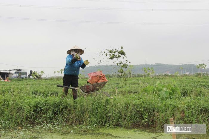 Nguồn thức ăn loài ốc bươu đen dễ kiếm và tiết kiệm chi phí.