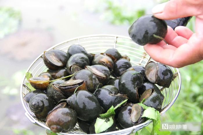 Có thời điểm, thị trường ốc bươu đen tiên thụ 100.000đồng/kg.