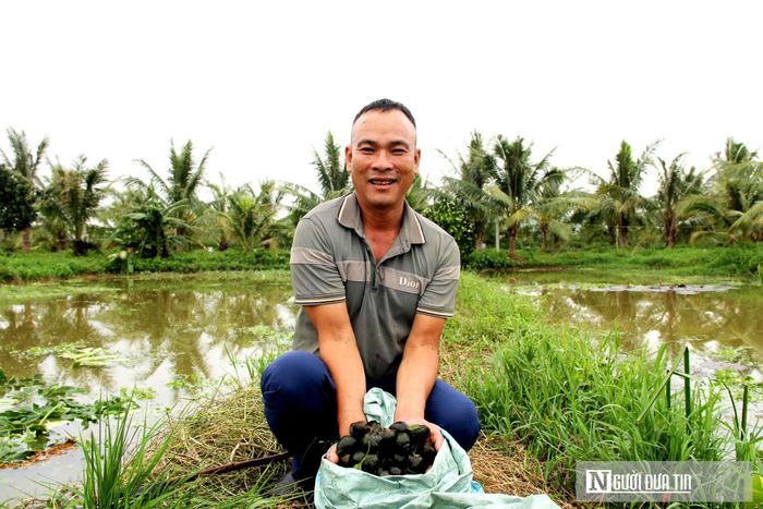 Người dân phấn khởi vì loài ốc bươu đã mang lại thu nhập cao.
