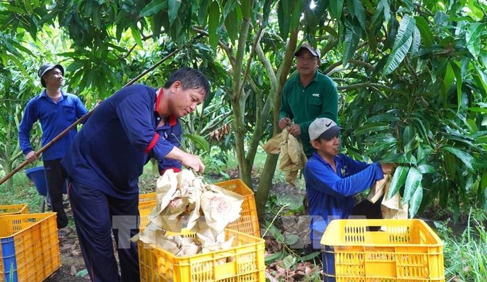 Nông sản Việt cần kiểm soát ngay từ vùng trồng để đáp ứng được quy định của Eu. Ảnh minh họa: Nhựt An - TTXVN