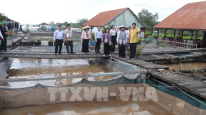 Đoàn công tác tham quan, khảo sát tại bè cá Bảy Bon. Ảnh: Nguyễn Hằng - TTXVN
