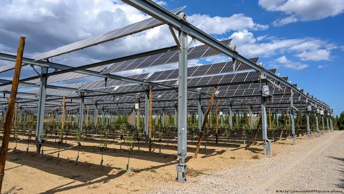 Các tấm pin mặt trời được nâng trên hệ khung thép tạo bóng râm cho một vườn cây ăn quả ở Pháp, một trong nhiều mô hình nông điện kết hợp đang được triển khai tại châu Âu. Ảnh: Michel Clementz/MAXPPP/picture alliance.