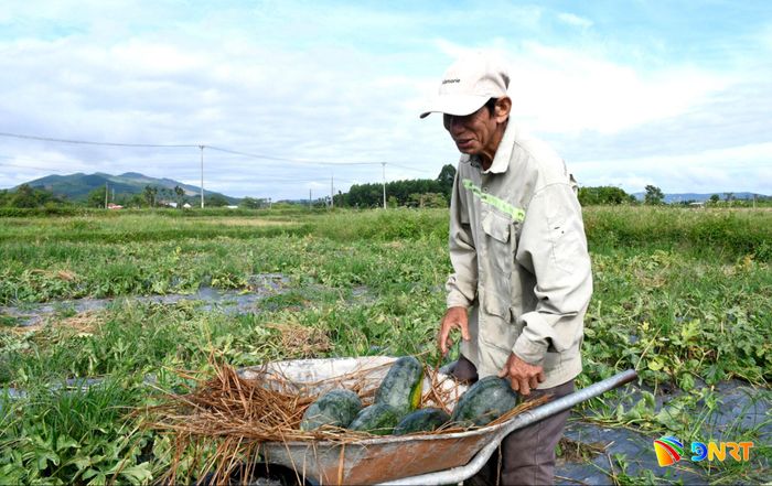 Dưa hấu xã Tây Hồ đã được nâng cao giá trị nhờ duy trì mã số vùng trồng thời gian qua. Ảnh: QUANG VIỆT